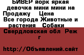 БИВЕР йорк яркая девочка мини мини на Продажу! › Цена ­ 45 000 - Все города Животные и растения » Собаки   . Свердловская обл.,Реж г.